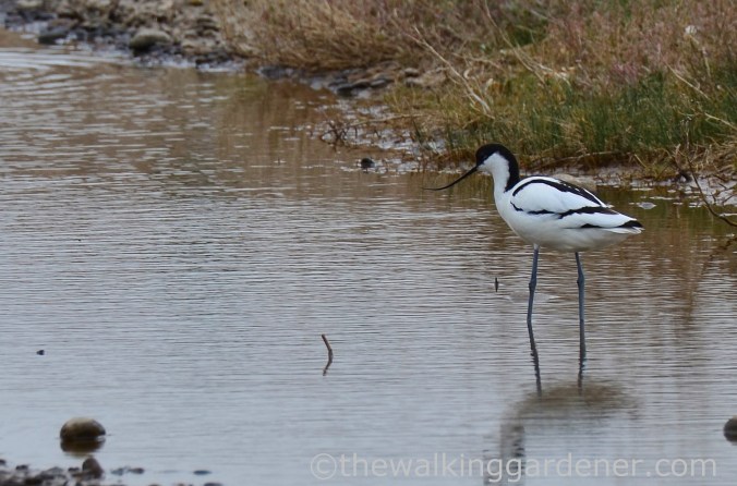Avocet (2)
