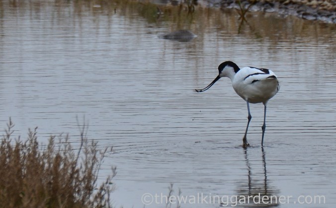 Avocet (3)