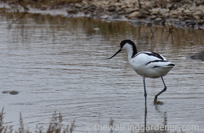 Avocet (4)