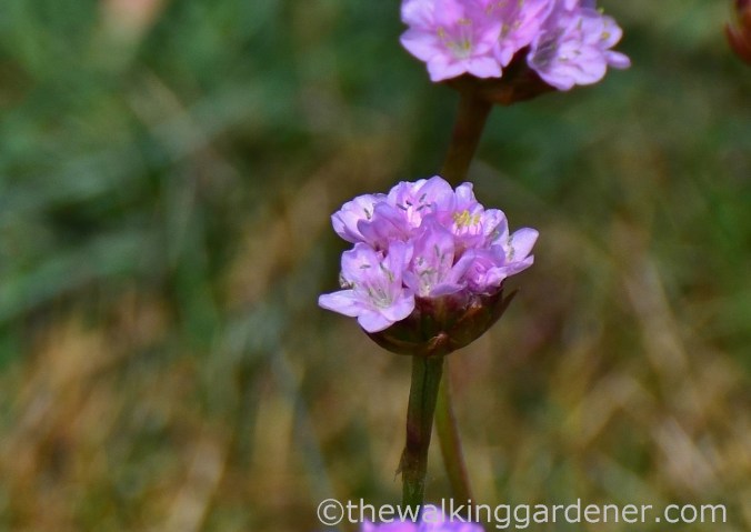 Cromer to Blakeney (13)