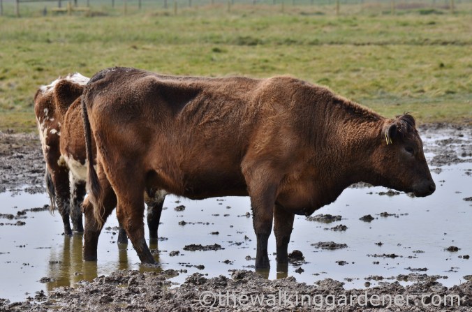 Cromer to Blakeney (21)