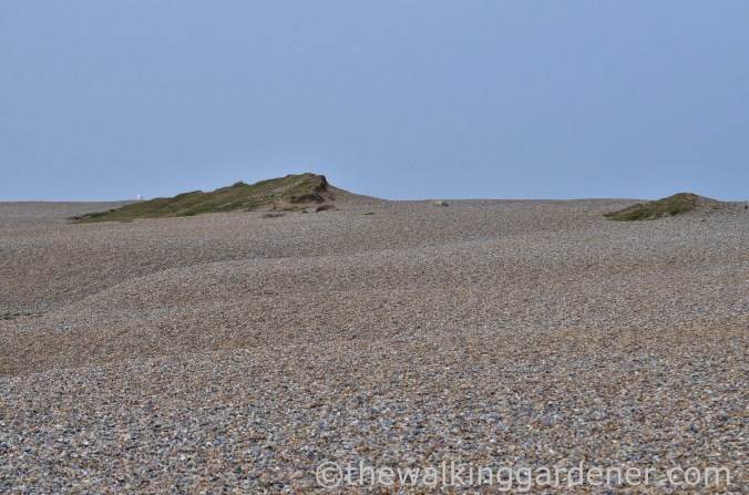 Cromer to Blakeney (22)