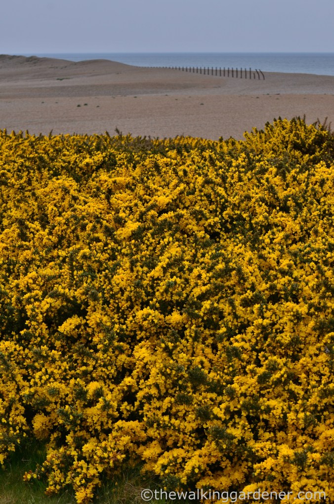 Cromer to Blakeney (24)