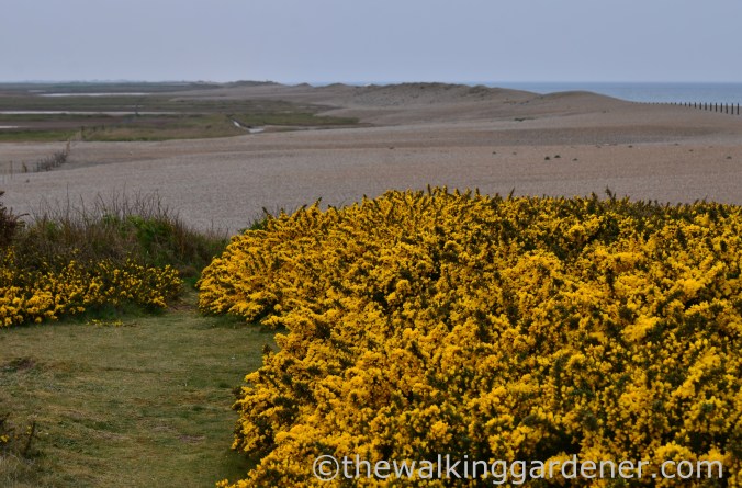 Cromer to Blakeney (25)