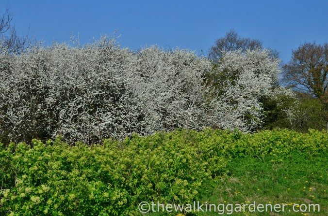 Cromer to Blakeney (4)