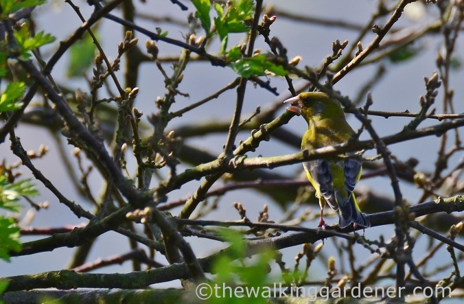 Cromer to Blakeney (8)