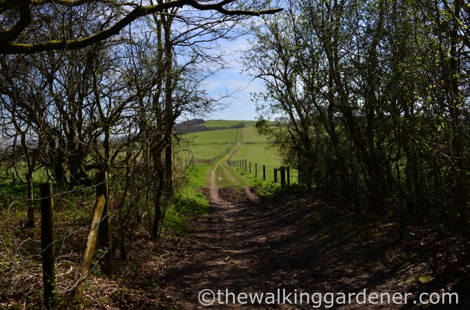 South Downs Way (5)