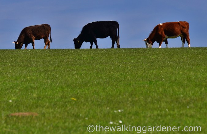 south-downs-way-day-3-35