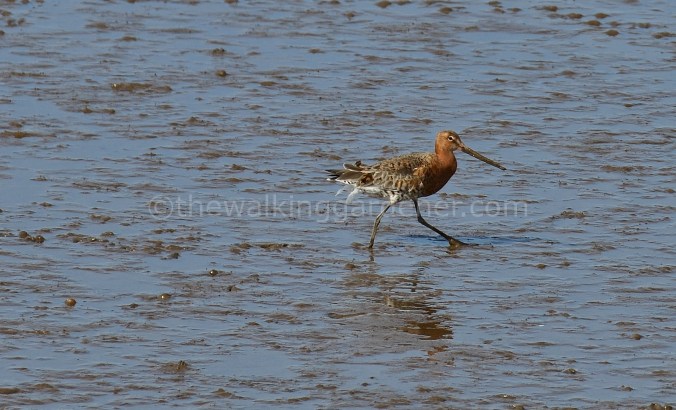 Balck-tailed Godwit