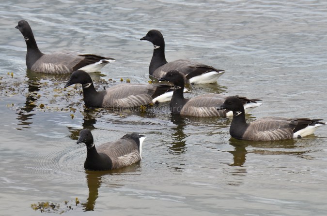 Brent Geese (1)