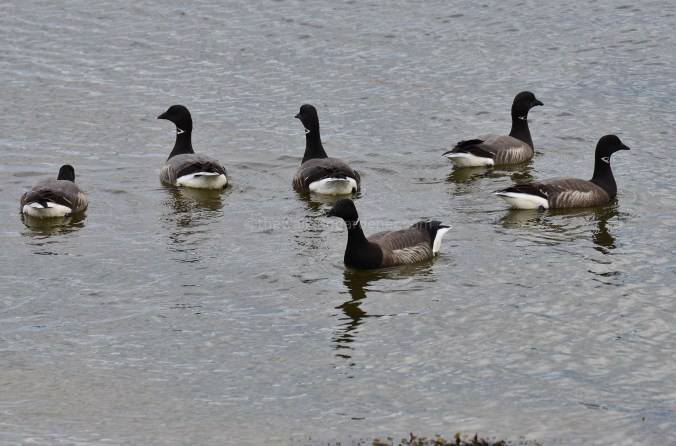 Brent Geese (2)