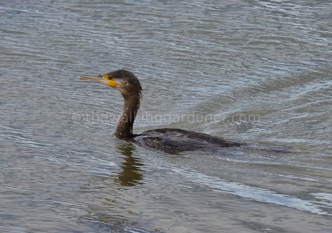 Cormorant
