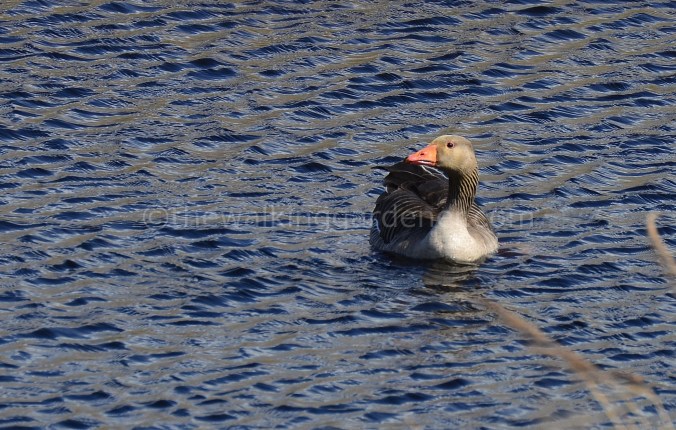 Greylag Goose