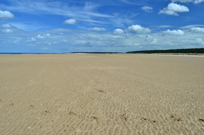 Norfolk Beach(4)