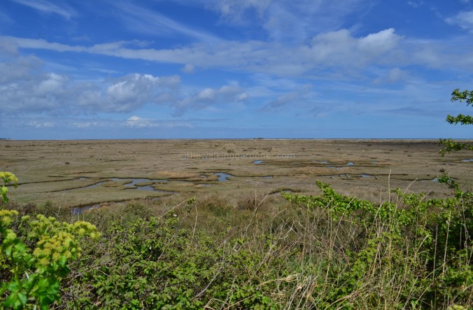 Norfolk Coast Path (7)
