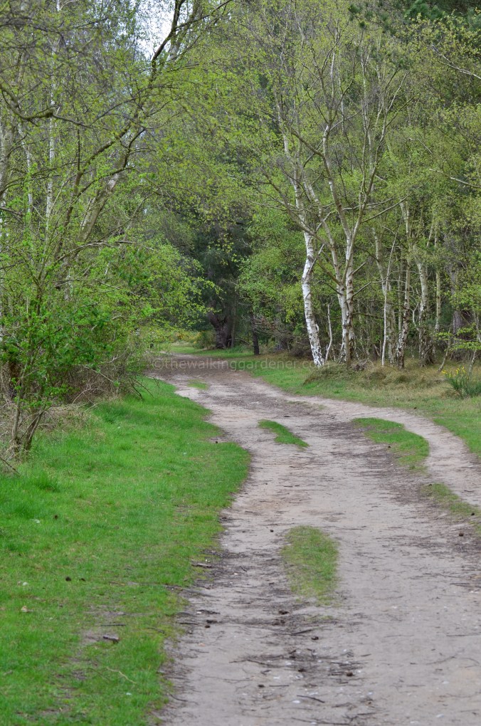 Norfolk Coast Path (9)