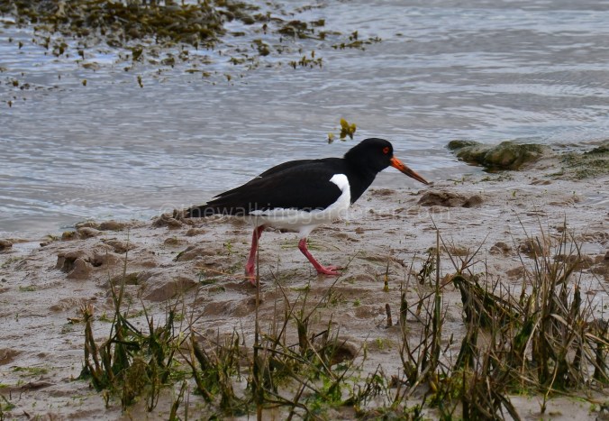 Oystercatcher (2)