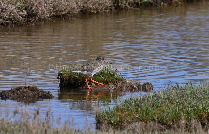 Redshank (1)