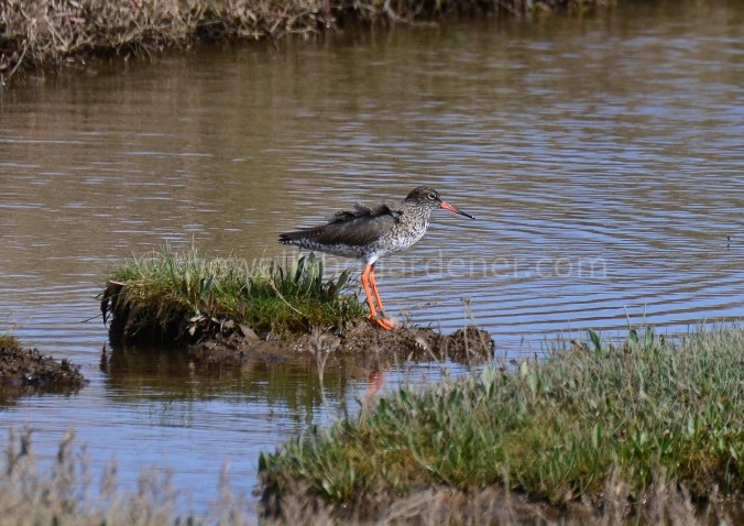 Redshank (2)