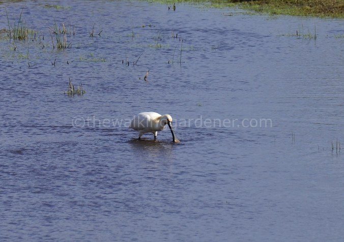 Spoonbill (1)