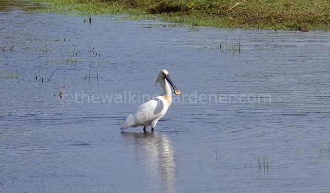 Spoonbill (2)