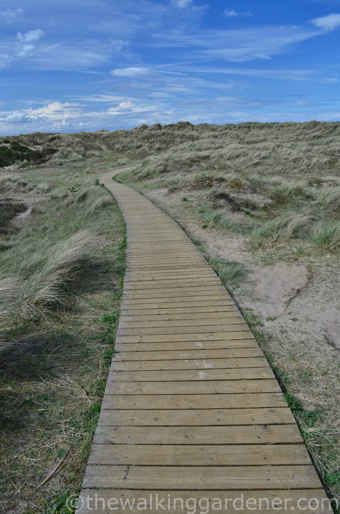 Norfolk Coast Boardwalk