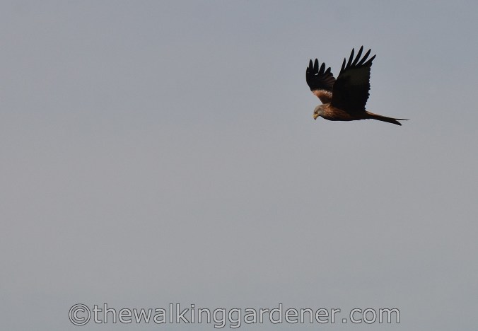 Red Kite on The Ridgeway