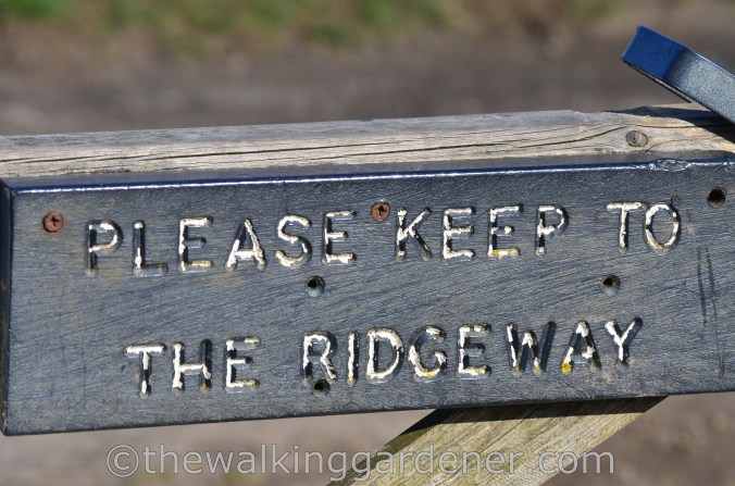 The Ridgeway Day 1 Overton Hill to Liddington (21)