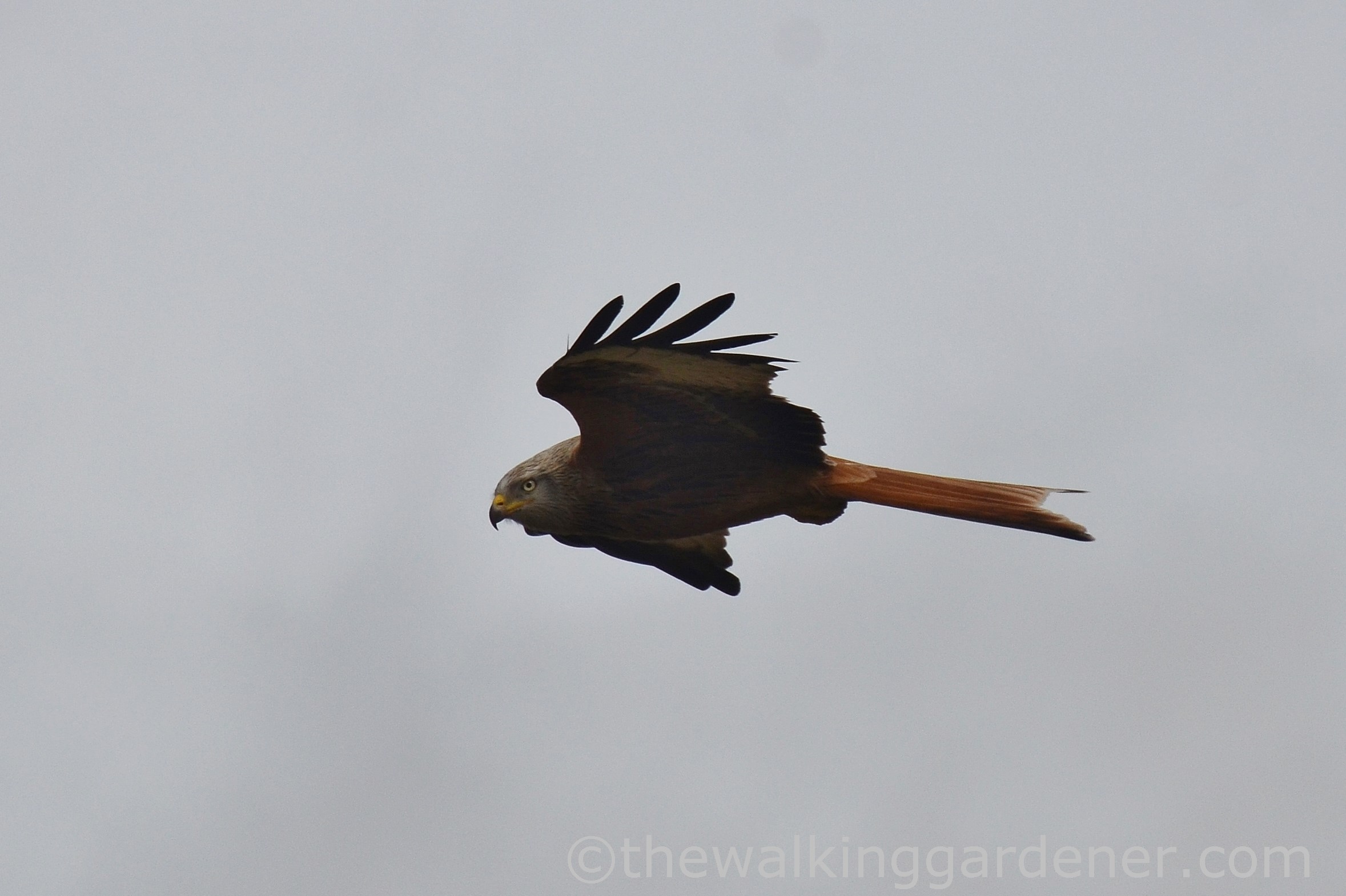Red Kite