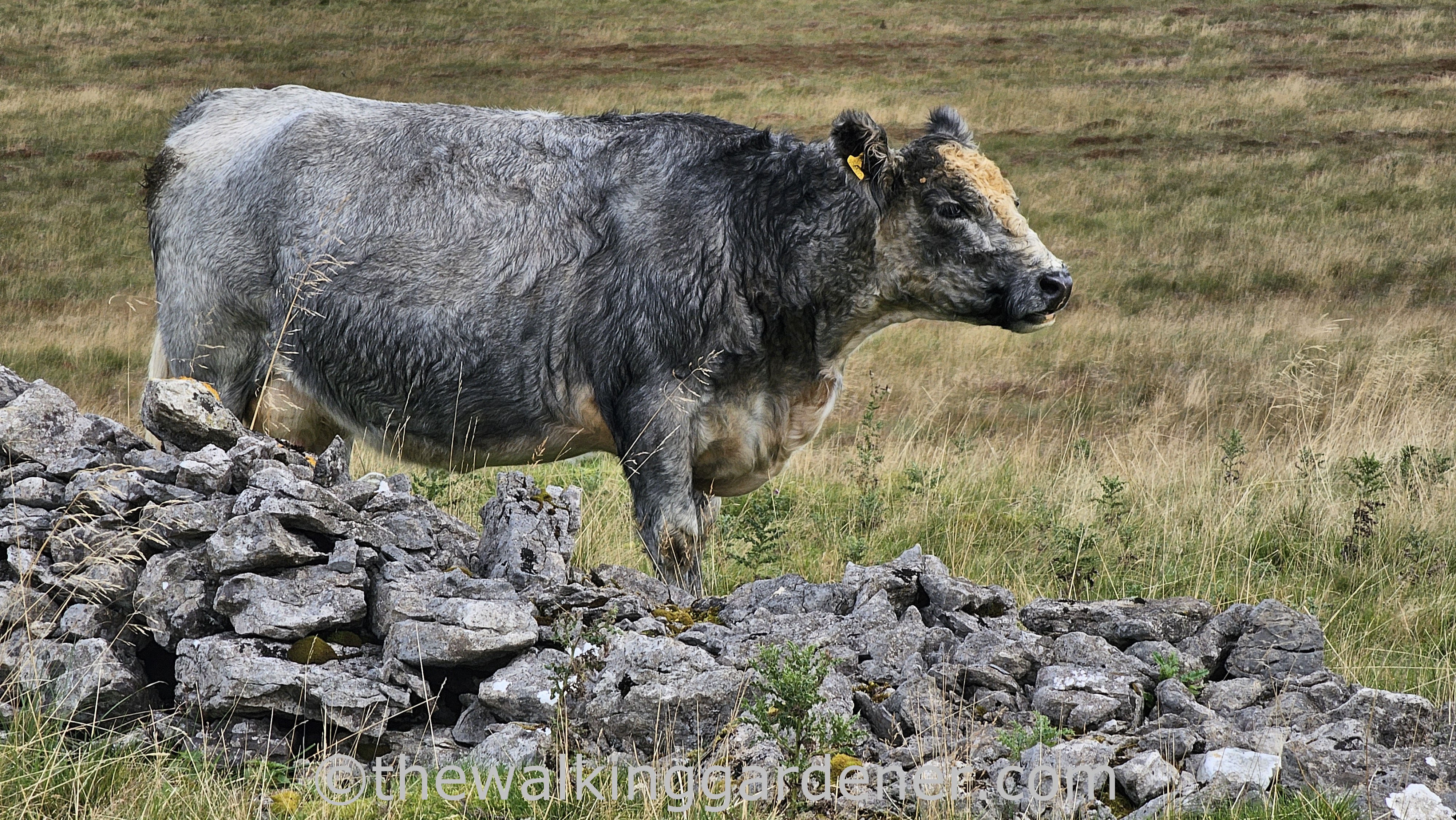A gray cow standing beside a stone wall in a grassy field.