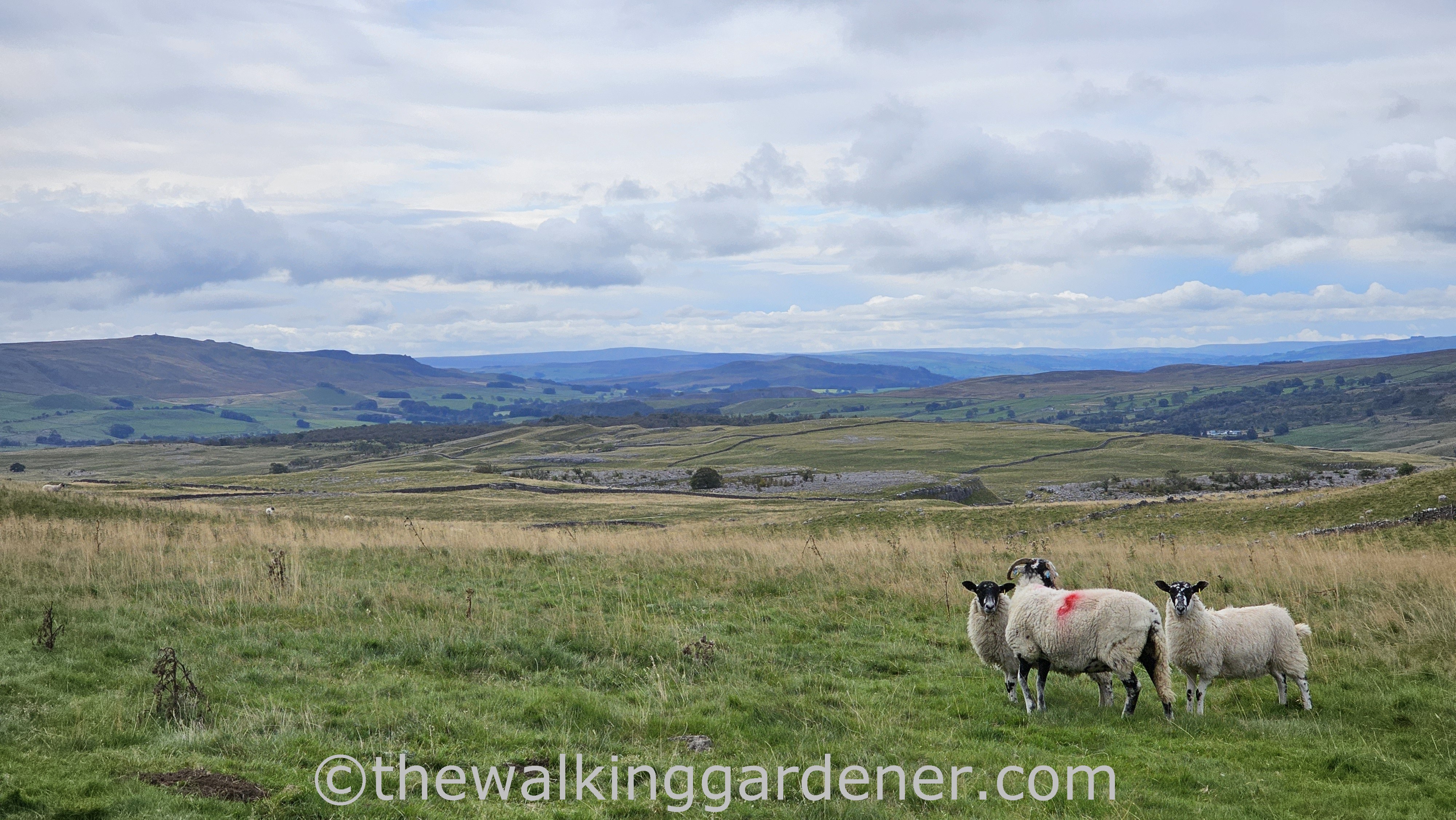 Three sheep standing in a grassy landscape with rolling hills and a cloudy sky in the background.