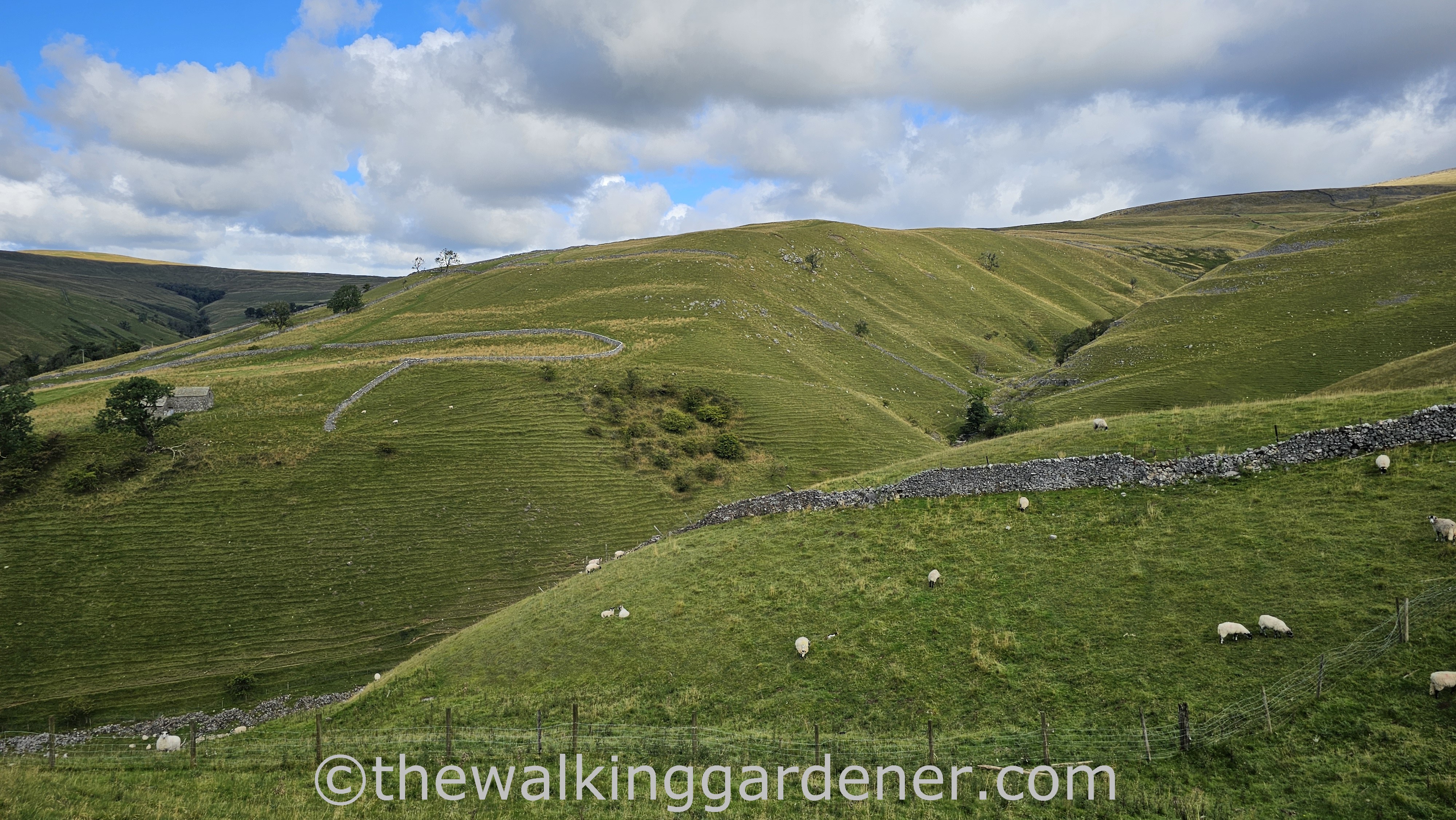 A picturesque landscape featuring rolling green hills, drystone walls, and grazing sheep under a partly cloudy sky.